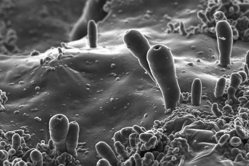 The microscopic “protocells” observed in the experiment carried out by Juan Manuel García Ruiz's team. Credits: Christian Jenewein y Alicia Rivera. Source: ElPais.com