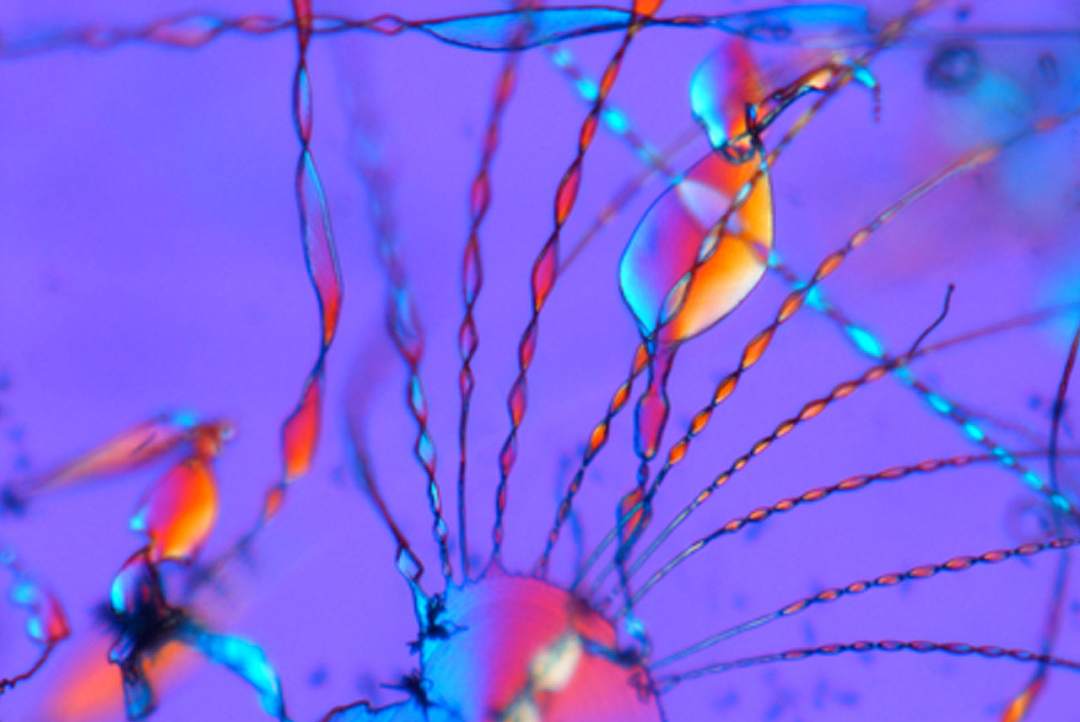 Image for The Biomorphs.