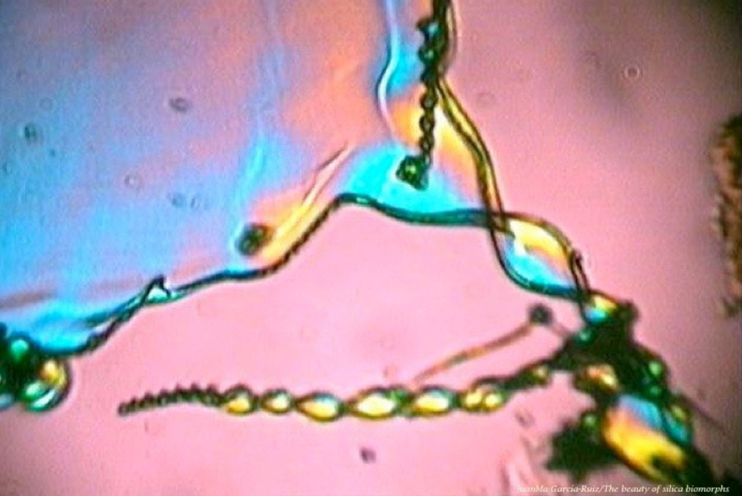 Image for The Biomorphs 3.