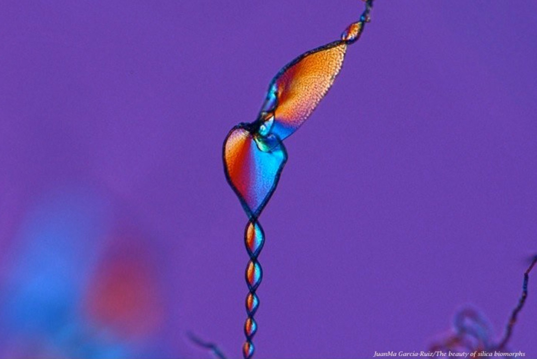 Image for The Biomorphs 2.