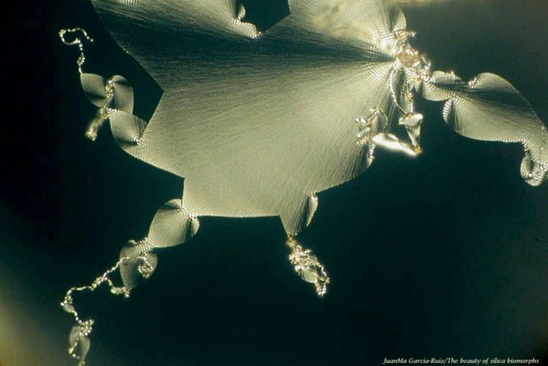 Image for The Biomorphs 4.