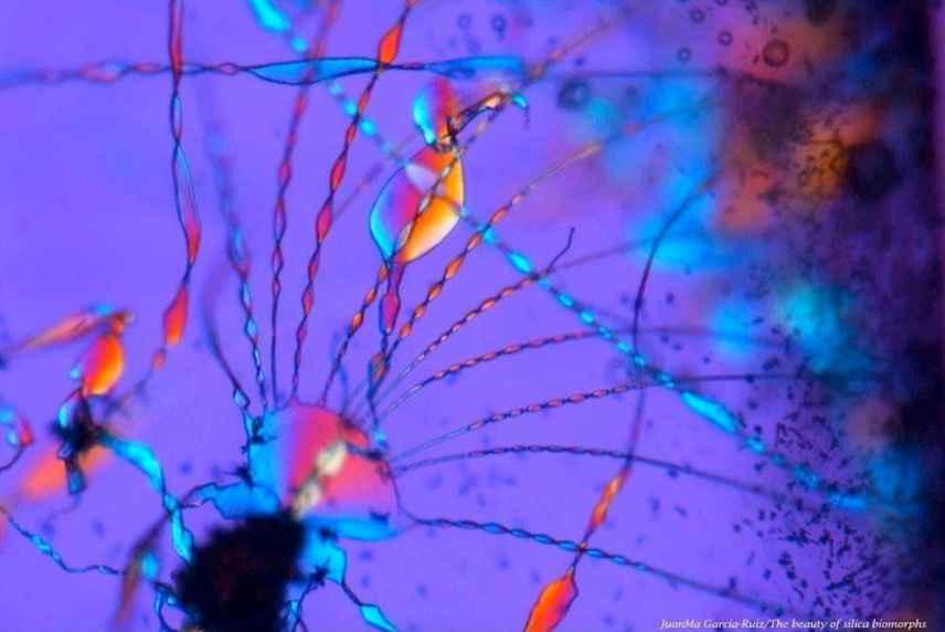 Image for The Biomorphs.