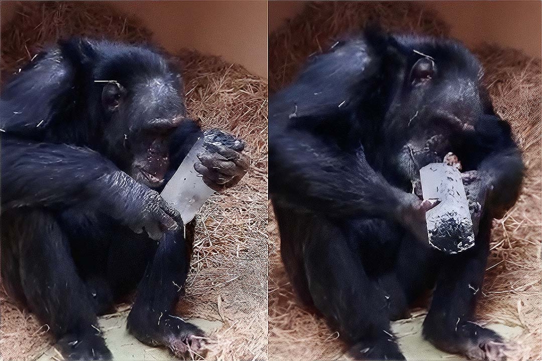 Fotograph of a chimpanzee. Credits of the image: Juan Manuel Garcia-Ruiz.