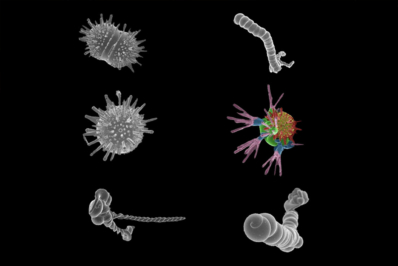 Mineral self-organized structures called biomorphs that mimic living organisms but are the result of purely abiotic reactions. These biomorphs range from one to 25 microns in size. Photo: © Juan Manuel Garcia-Ruiz/CSIC
